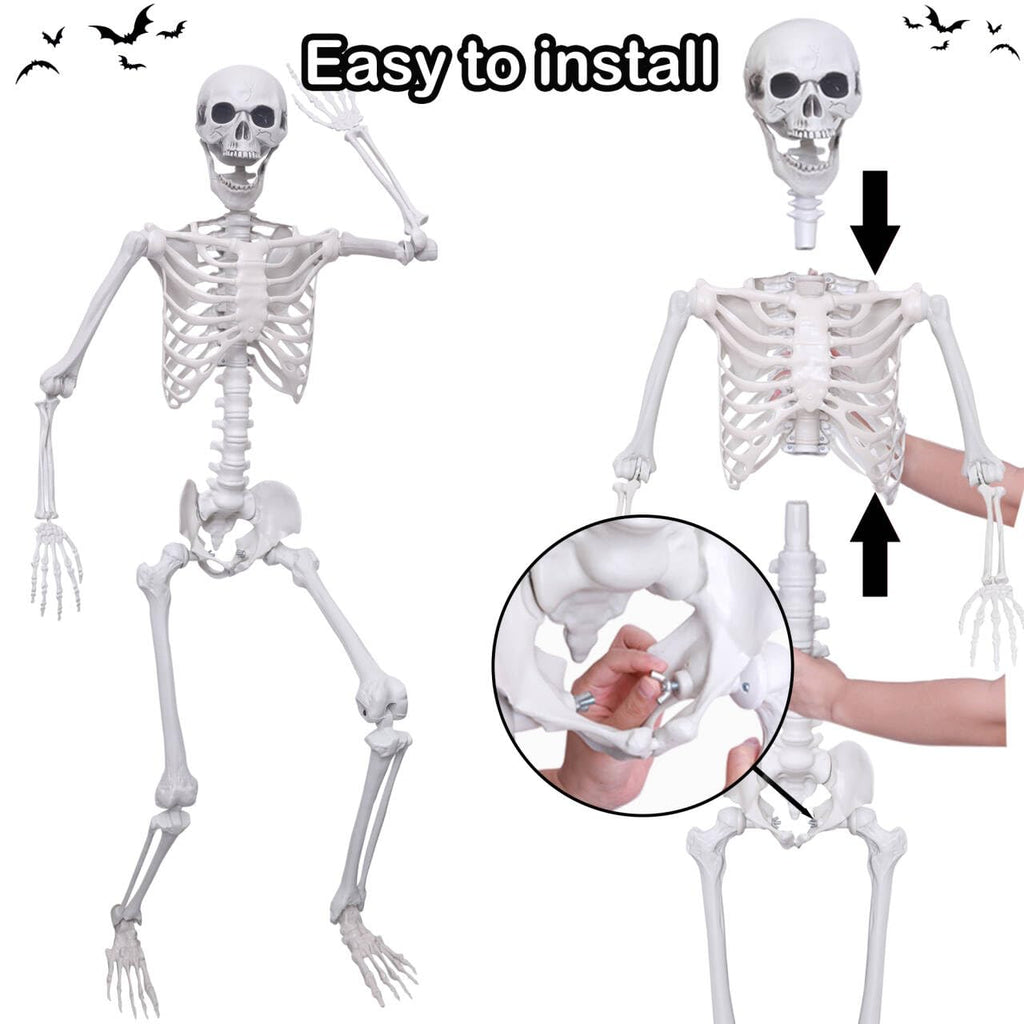 5.4Ft Posable Life Size Plastic Skeletons N918