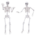 5.4Ft Posable Life Size Plastic Skeletons N918