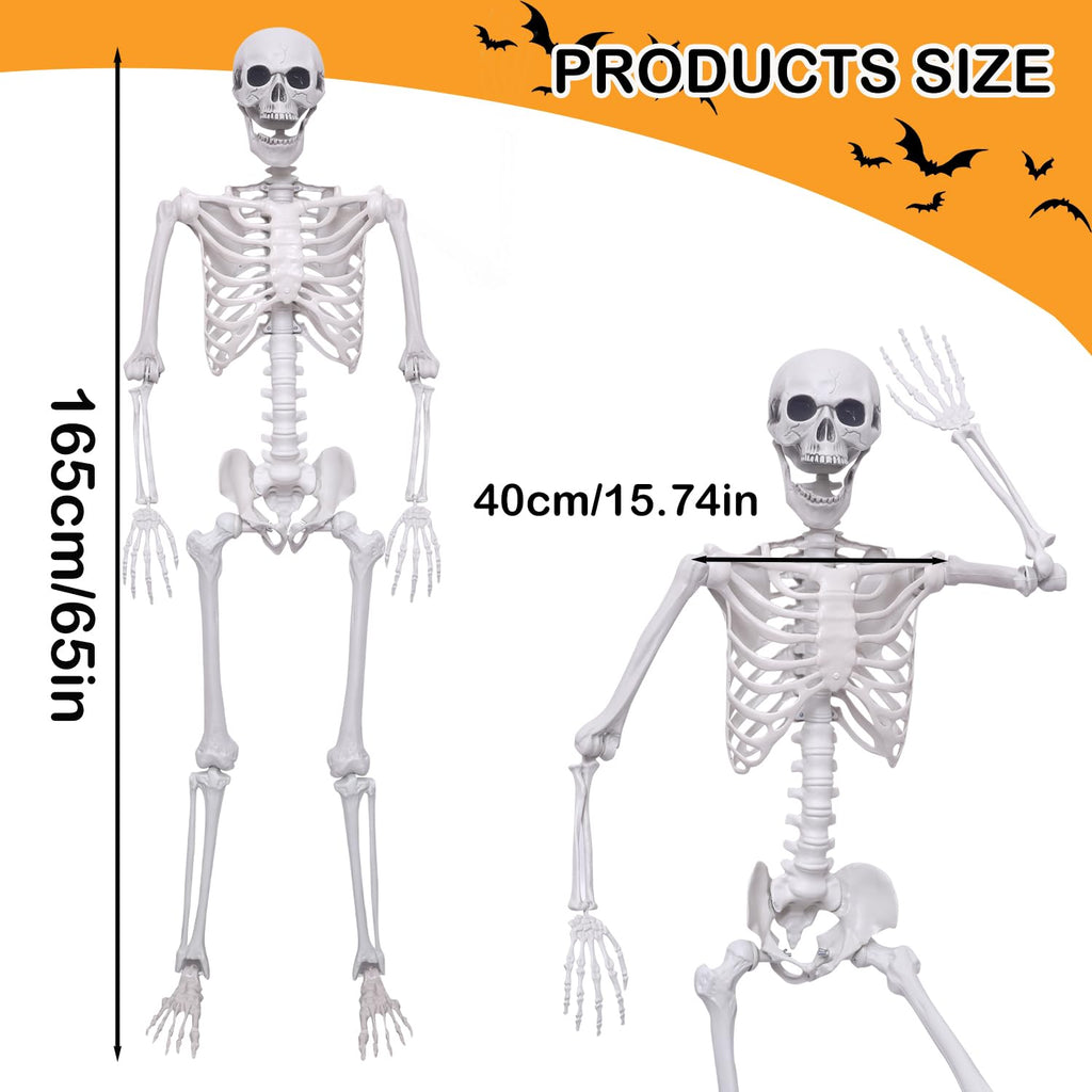 5.4Ft Posable Life Size Plastic Skeletons N918