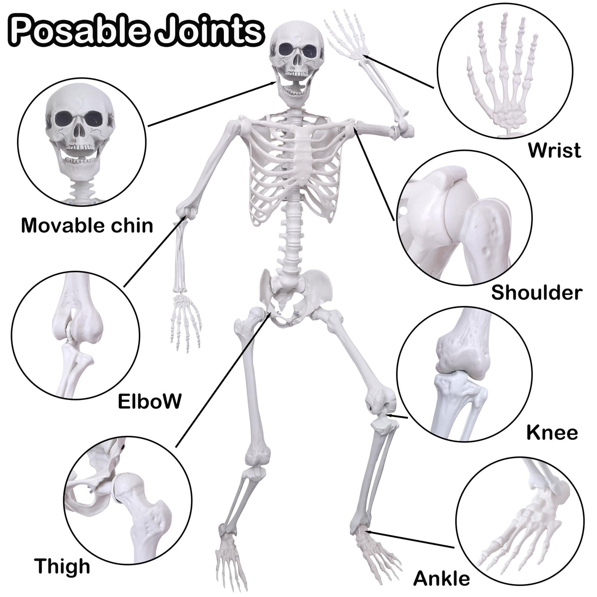 5.4Ft Posable Life Size Plastic Skeletons N918